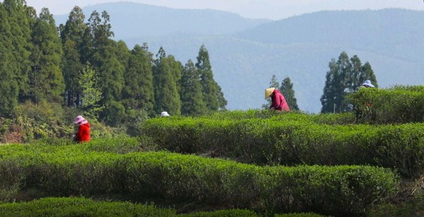 國號福鼎白茶產(chǎn)于海拔800米、無污染的森林之中。