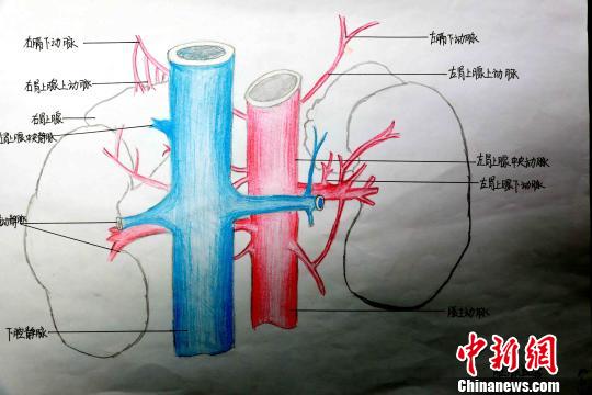 圖為腎上腺血管手繪圖?！√崎?攝