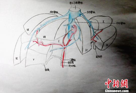 圖為肝的分葉和分段手繪圖?！√崎?攝