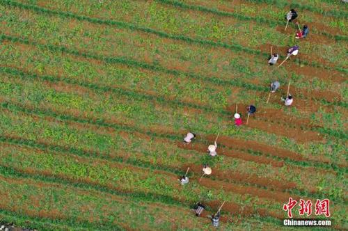 資料圖為：3月25日，農(nóng)民在貴州省普定縣化處鎮(zhèn)化新村韭黃種植基地勞作。<a target='_blank' href='http://www.chinanews.com/'>中新社</a>記者 賀俊怡 攝