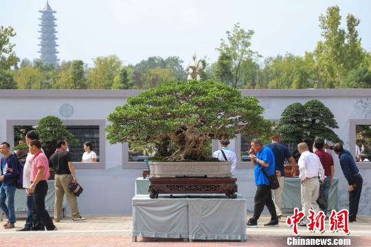 圖為2019年國際盆景賞石大會暨中國？遵義第四屆交旅投杯盆景展現(xiàn)場?！■暮陚?攝