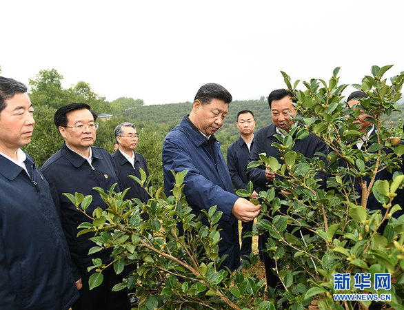 9月16日至18日，中共中央總書記、國家主席、中央軍委主席習近平在河南考察。這是17日上午，習近平來到信陽市光山縣槐店鄉(xiāng)司馬光油茶園，實地察看油茶樹種植和掛果情況。 新華社記者 謝環(huán)馳 攝