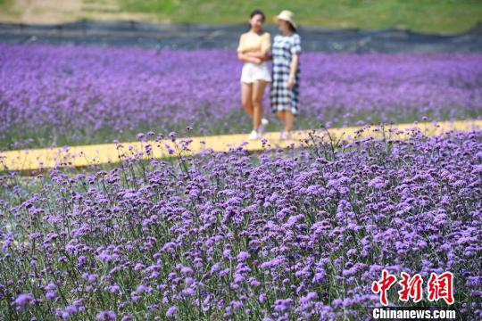 圖為民眾在蘭州新區(qū)網(wǎng)紅打卡地“臨港花?！鄙⒉健！∥航ㄜ?攝