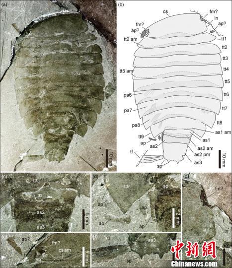 中國科研人員在華北發(fā)現寒武紀珍稀節(jié)肢動物西德尼蟲