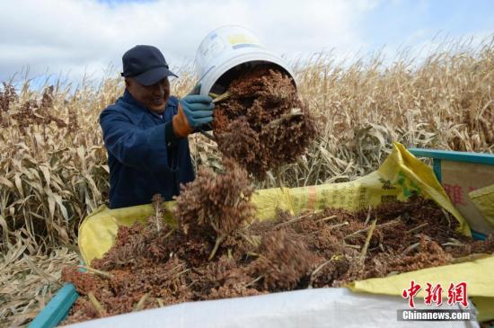 資料圖：農(nóng)民收獲作物。<a target='_blank' href='http://www.chinanews.com/'>中新社</a>記者 劉文華 攝