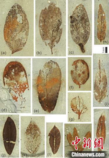 圖為部分微型葉片化石?！『h(yuǎn)航 攝