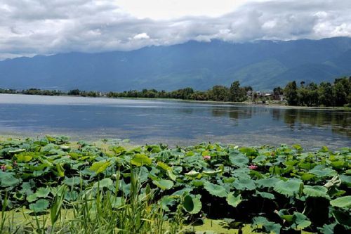 大理洱海邊的濕地風(fēng)景（2019年8月10日攝）。