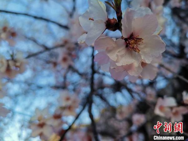 圖為林芝盛開(kāi)的桃花，2019年3月29日，林芝第十七屆桃花旅游文化節(jié)在巴宜區(qū)開(kāi)幕(資料圖)。　張偉 攝