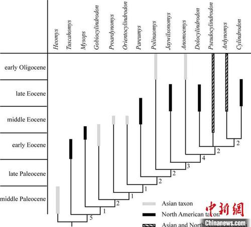 圓柱齒鼠類系統(tǒng)發(fā)育分析?？蒲袌F隊 供圖